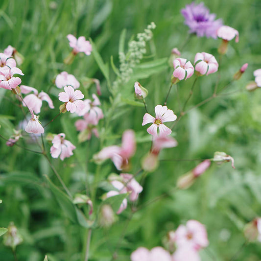 Vaccaria hispanica 'Pink Beauty' (cuckooweed)