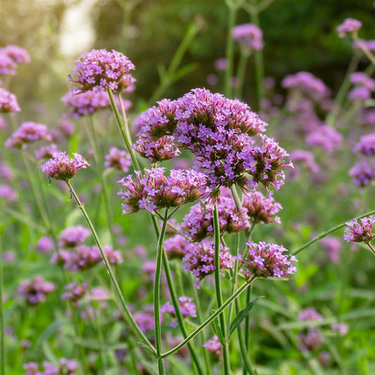 Verbena bonariensis (vervain)