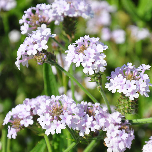 Verbena rigida 'Polaris' (vervain)