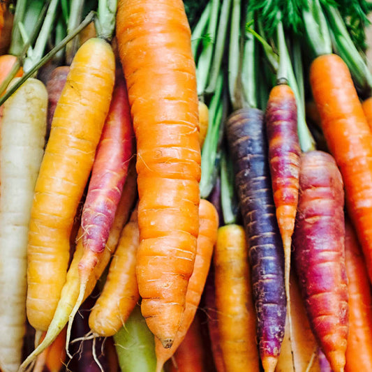 Summer carrot 'Rainbow F1'