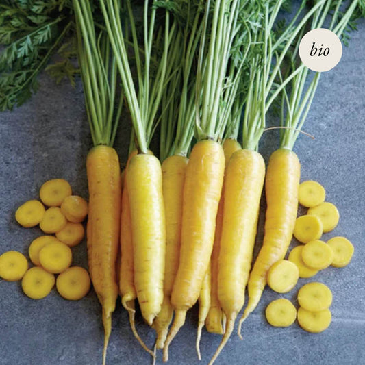 Summer carrot 'Yellowstone F1' BIO