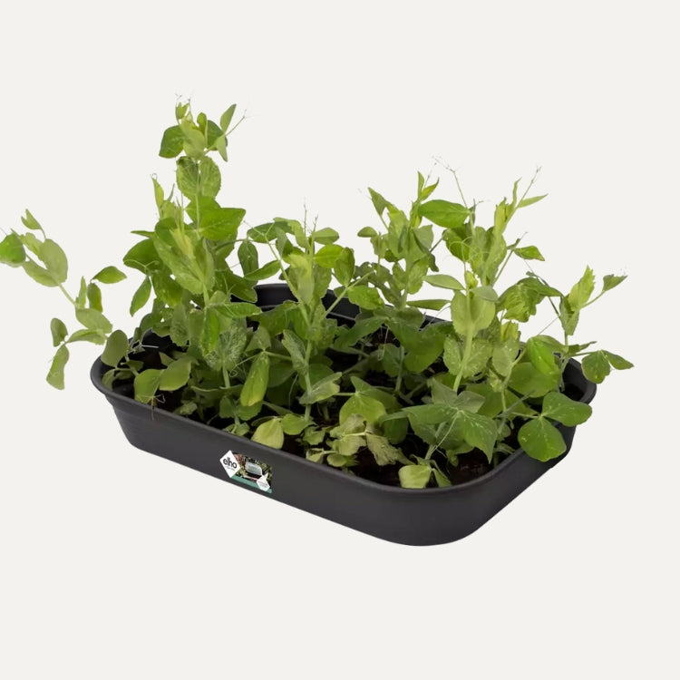 Seed tray medium