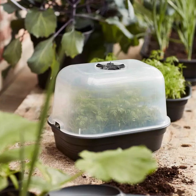 Seed tray small