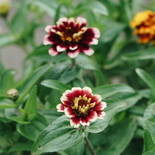 Zinnia haageana 'Aztec Sunset'