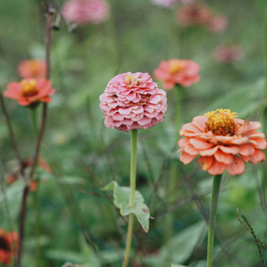 Zinnia elegans 'Lilliput Mix' BIO