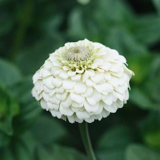 Zinnia elegans 'Lilliput White'