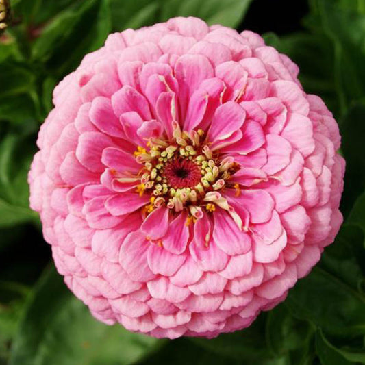 Zinnia elegans 'Luminosa'